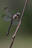 Great Blue Skimmer.jpg
