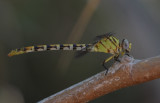 Eastern Ringtail.jpg
