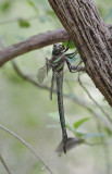 Swamp Darner1.jpg