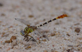 Eastern Ringtail.jpg