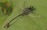 Cobra Clubtail.jpg