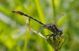 Sulphur-tipped Clubtail.jpg