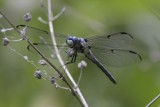 Great Blue Skimmer.jpg