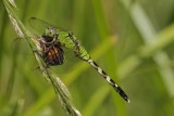 Dragonfly eating Crescent.jpg