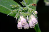 1601 Symphytum officinale