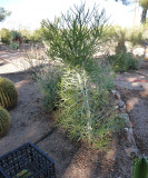 Euphorbia tirucalli