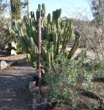 Myrtillocactus geometrizans