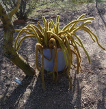 Cleistocactus species