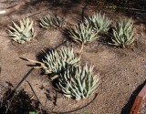 Aloe asperifolia and claviflora all removed