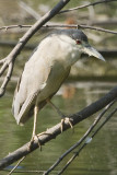 BLACK-CROWNED NIGHT HERON