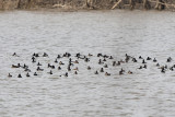 RING-NECKED DUCKS