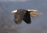 3/13 - BALD EAGLE AT HIGGINSPORT