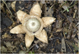 gekraagde Aardster - Geastrum triplex