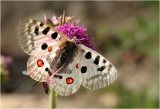Apollovlinder - Parnassius apollo
