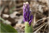 Mannetjesorchis - Orchis mascula