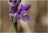Mannetjesorchis - Orchis mascula