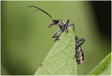 zwartpoot Soldaatje - Cantharis obscura