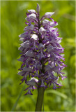 Orchidee Soldaatje - Orchis militaris