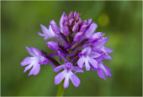 Hondskruid Orchidee - Anacamptis pyramidalis