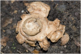 gekraagde aardster - Geastrum triplex