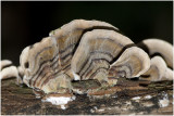 Elfenbankje - Trametes versicolor
