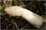 Grote stinkzwam - Phallus impudicus
