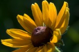 in Botanical Garden