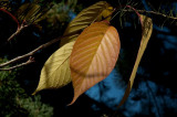 DSC_0235.jpg