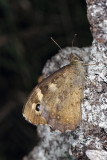 Speckled Wood, Pararge aegeria, Skovrandøje 3