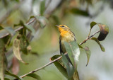Blackburnian Warbler