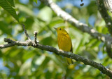 Yellow Warbler