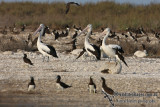 Australian Pelican 6609.jpg