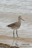 Black-tailed Godwit 2476.jpg