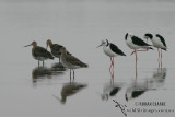 Black-tailed Godwit 4927.jpg