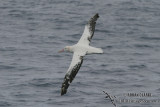 Wandering Albatross 4254.jpg