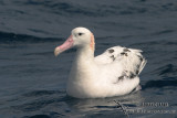 Wandering Albatross 4687.jpg