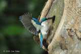 Kingfisher, Collared @ NTL2