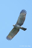 Eagle, Changeable Hawk (pale morph) @ Changi