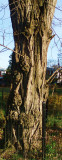 Old tree in Flushing