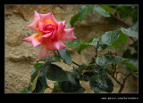 Rose Wall, Chipping Campden