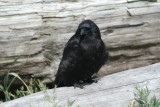 Being a crow
