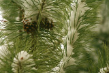 Winter scene