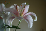 Flower Power