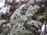 Encased in ice