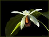 Coelogyne usitana