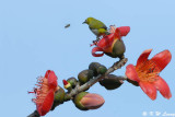 Japanese White-eye DSC_2462