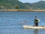 The dolphins and fisherman work together to corral fish