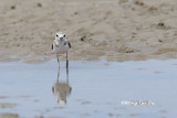 (Charadrius peronii) Malaysian Plover ♀