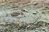 (Charadrius dubius) Little Ringed Plover