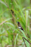 (Lonchura leucogastra) White-bellied Munia